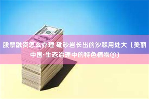 股票融资怎么办理 砒砂岩长出的沙棘用处大（美丽中国·生态治理中的特色植物③）