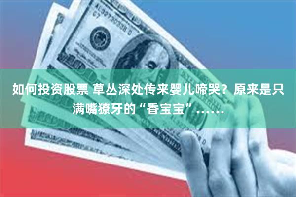 如何投资股票 草丛深处传来婴儿啼哭？原来是只满嘴獠牙的“香宝宝”……